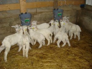 Уход за козами в домашних условиях