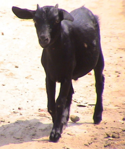 Бенгальская порода коз фото