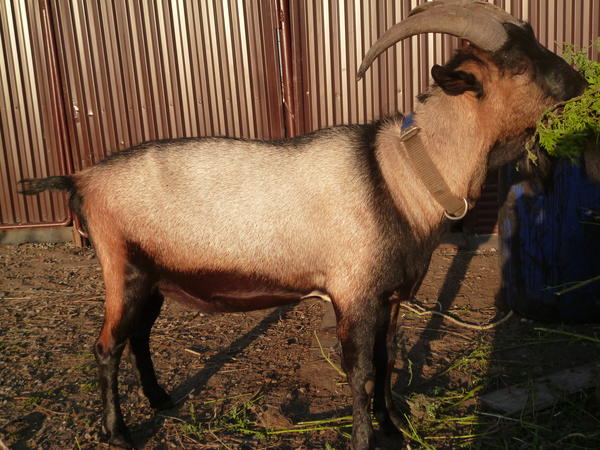 Альпийская порода коз: фото