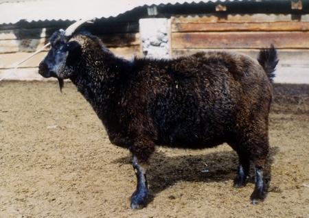 Горно-алтайская порода коз фото