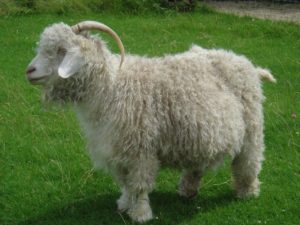 Ангорская порода коз фото