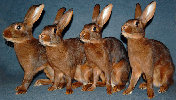 Кролики породы Бельгийский заяц