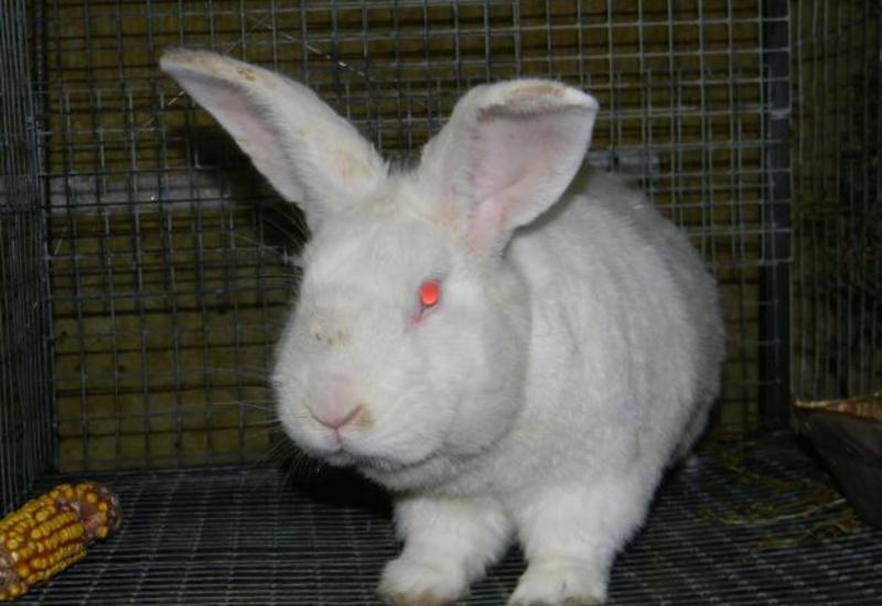 Кролики породы Белый Паннон