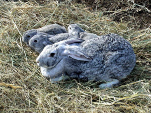 Кролики Советская шиншилла
