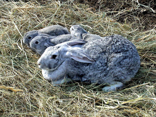 Кролики породы Советская шиншилла