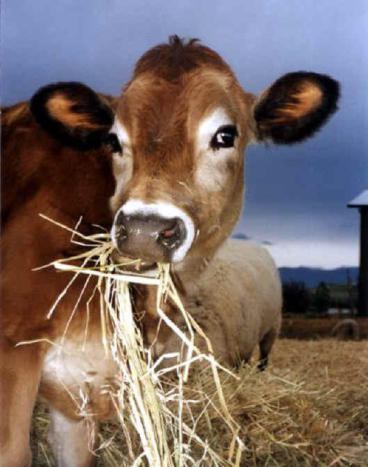 Чем кормить коров?