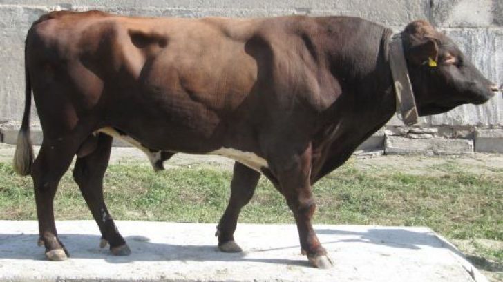 Содержание и кормление быков производителей