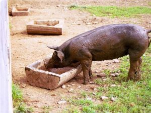 Кормление свиней в домашних условиях