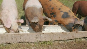 Кормление свиней в домашних условиях