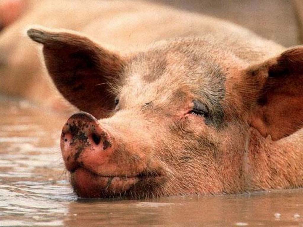 Как правильно откармливать свиней?