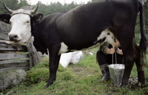 Технология доения коров