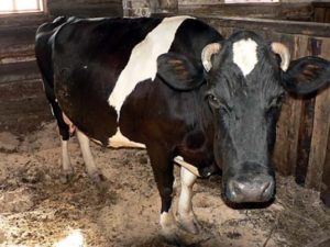 Условия и способы содержания коров