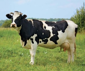 Случка коров
