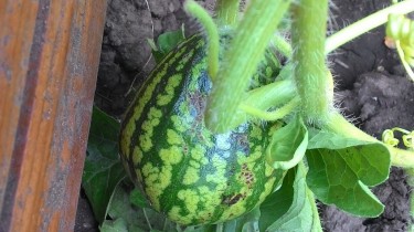 Высадка арбузов в открытый грунт