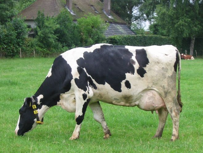 Рацион кормление дойных коров