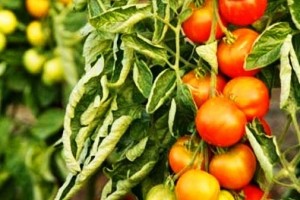 Почему скручиваются листья томатов?