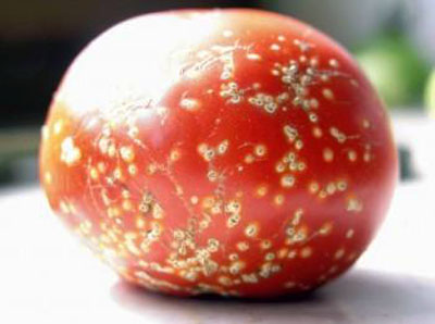 Болезни томатов в теплице и в открытом грунте
