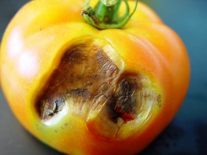 антракноз томатов фото