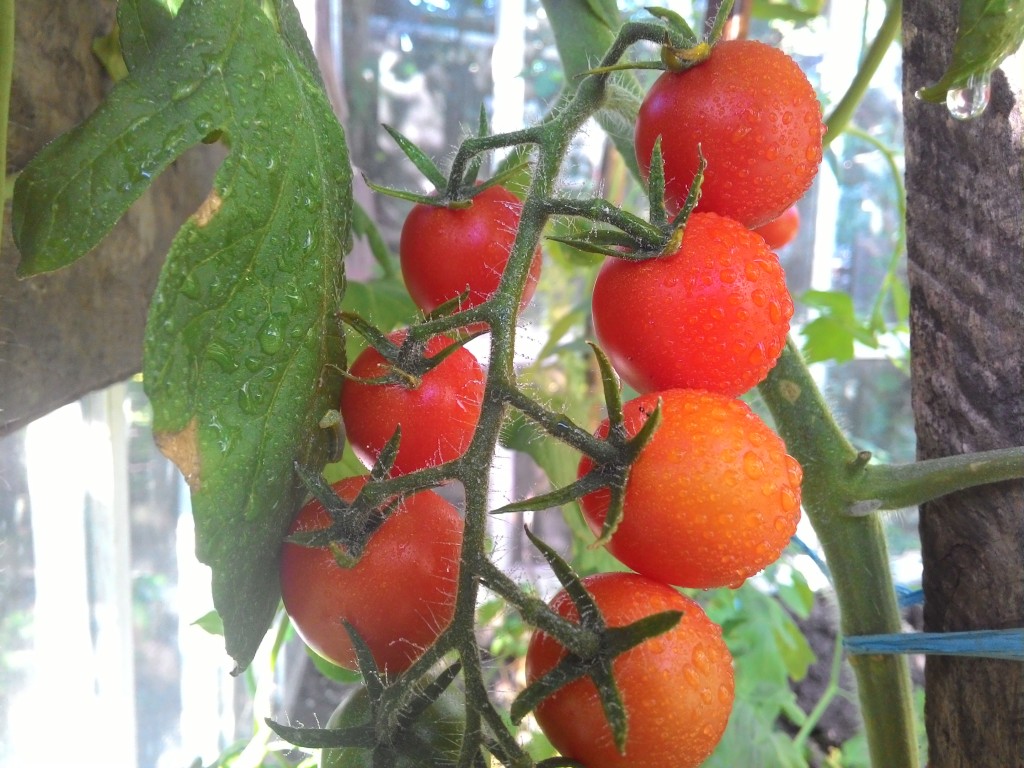 Уход за помидорами в теплице летом