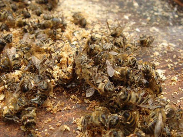 Применение пчелиного подмора