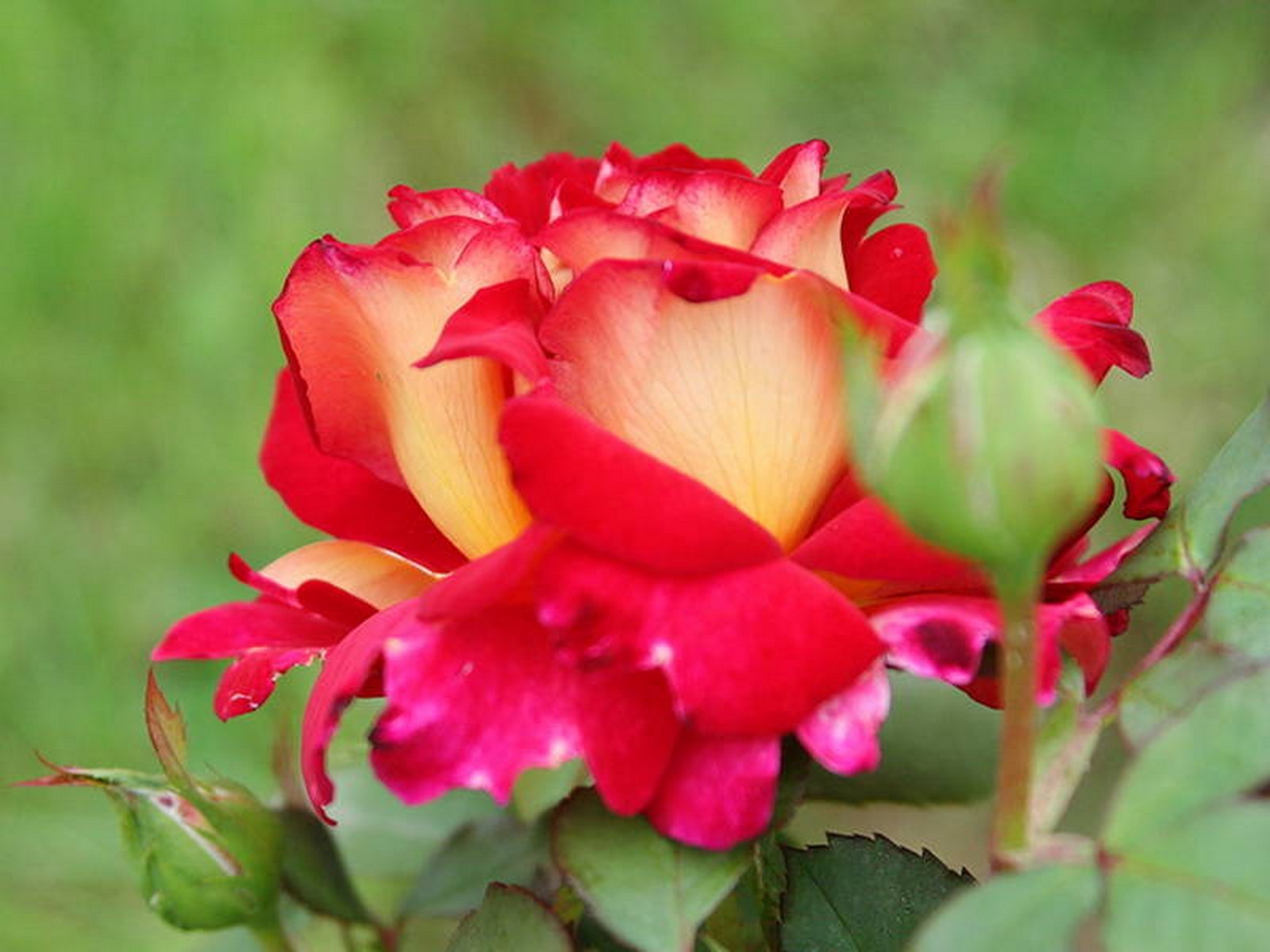 Роза юбилей Лаперье