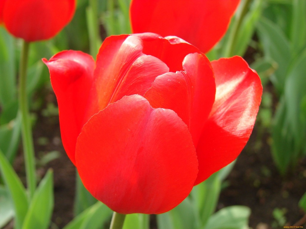 Красные красивые тюльпаны