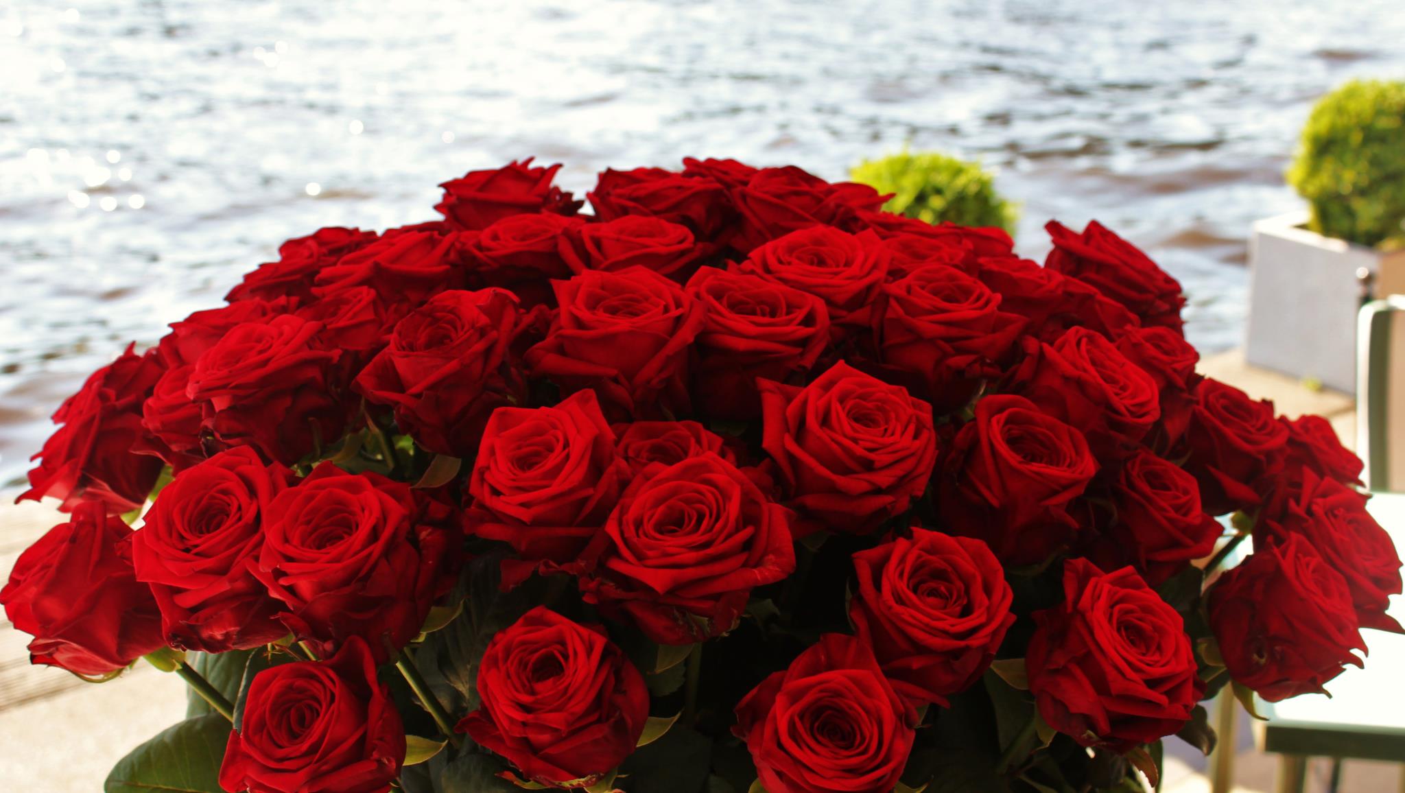 Видеть красные розы. Шикарный букет красных роз. Огромный букет. Шикарные красные розы. Красивый букет алых роз.