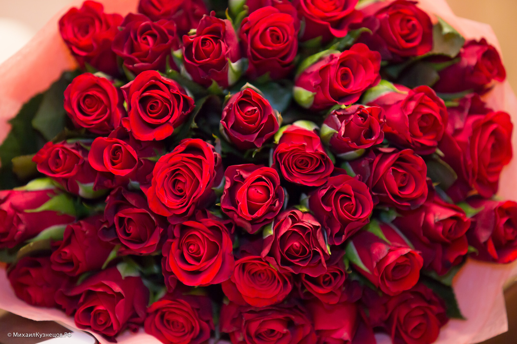 Букет роз для женщин большой и красивый. Шикарные цветы. Шикарный букет роз. Букет красных роз.
