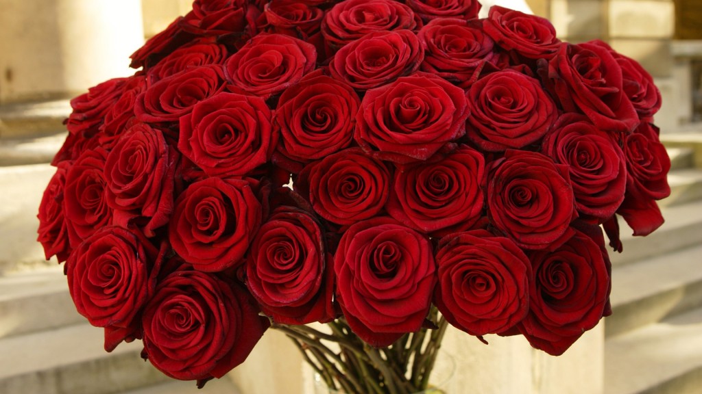 Большие и красивые розы