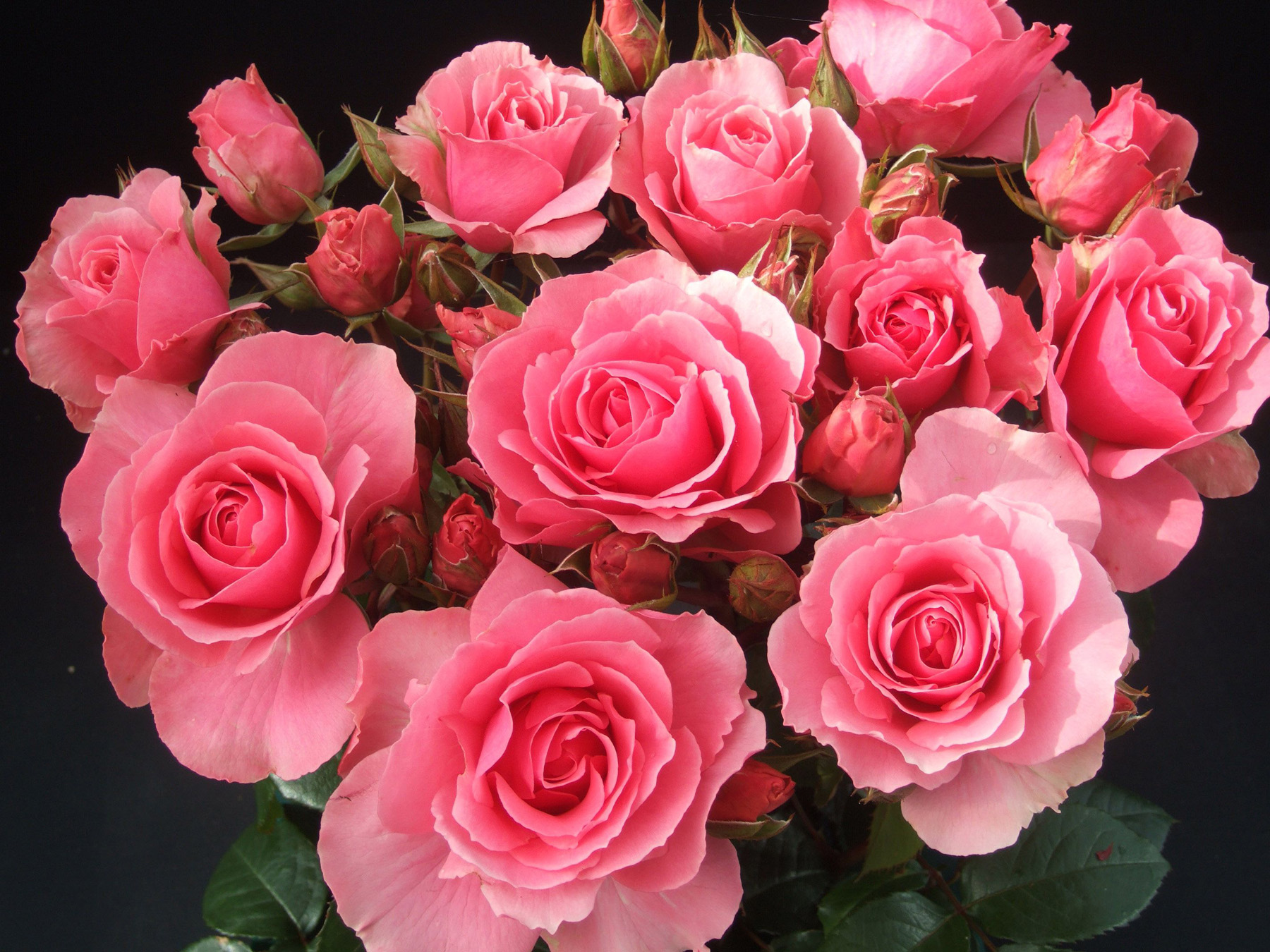 Розы с сильным ароматом фото с названиями