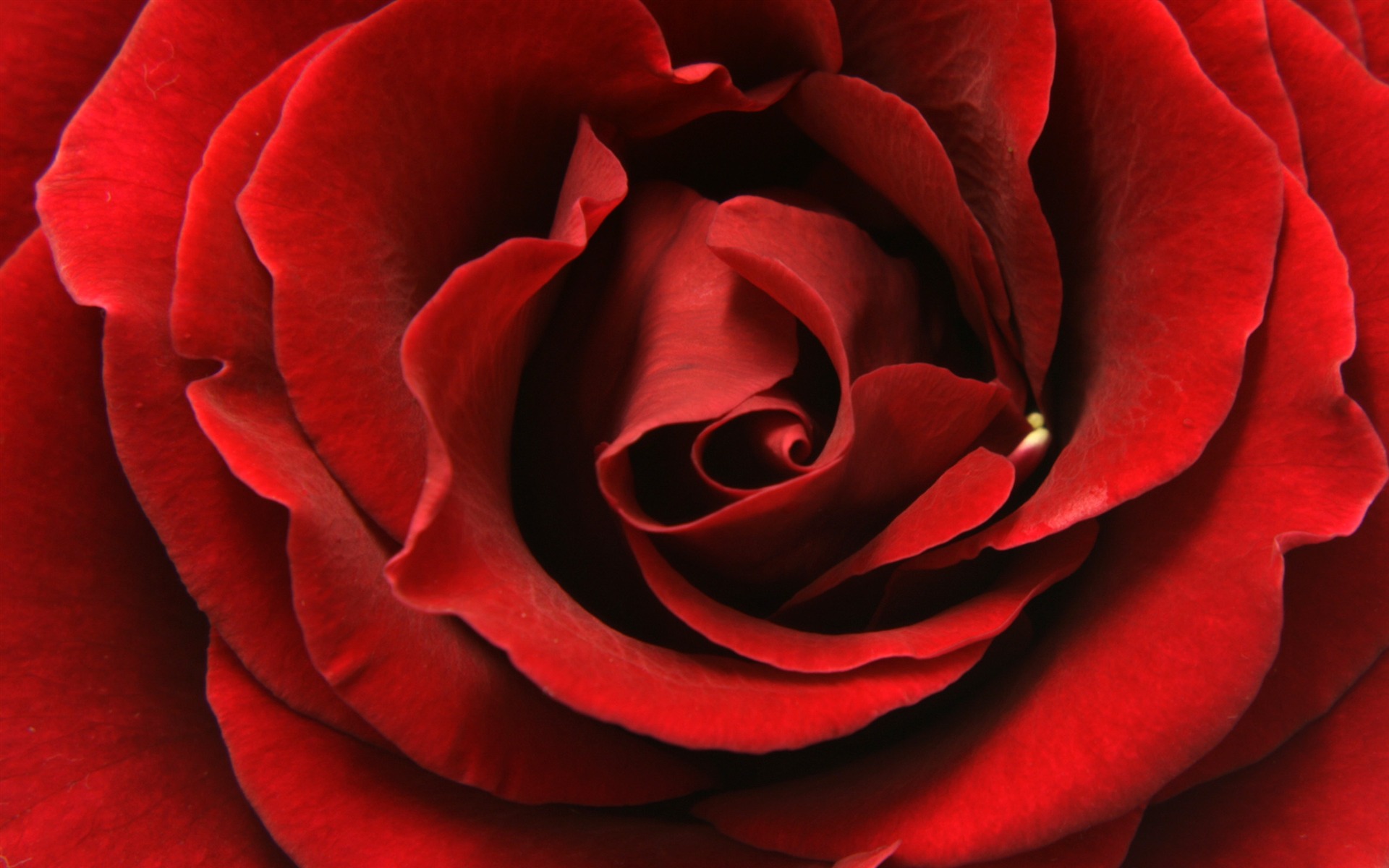 Крупные красные розы