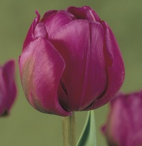 Фото: сорт Абигейл