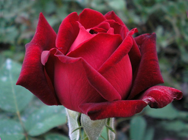 Розы: фото с названием