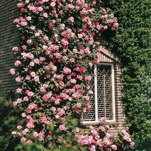 Фото: Плетистые розы