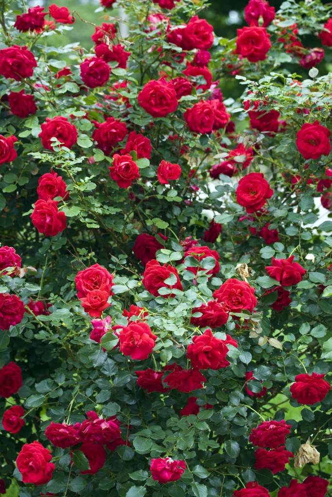 Фото: Кустовые розы