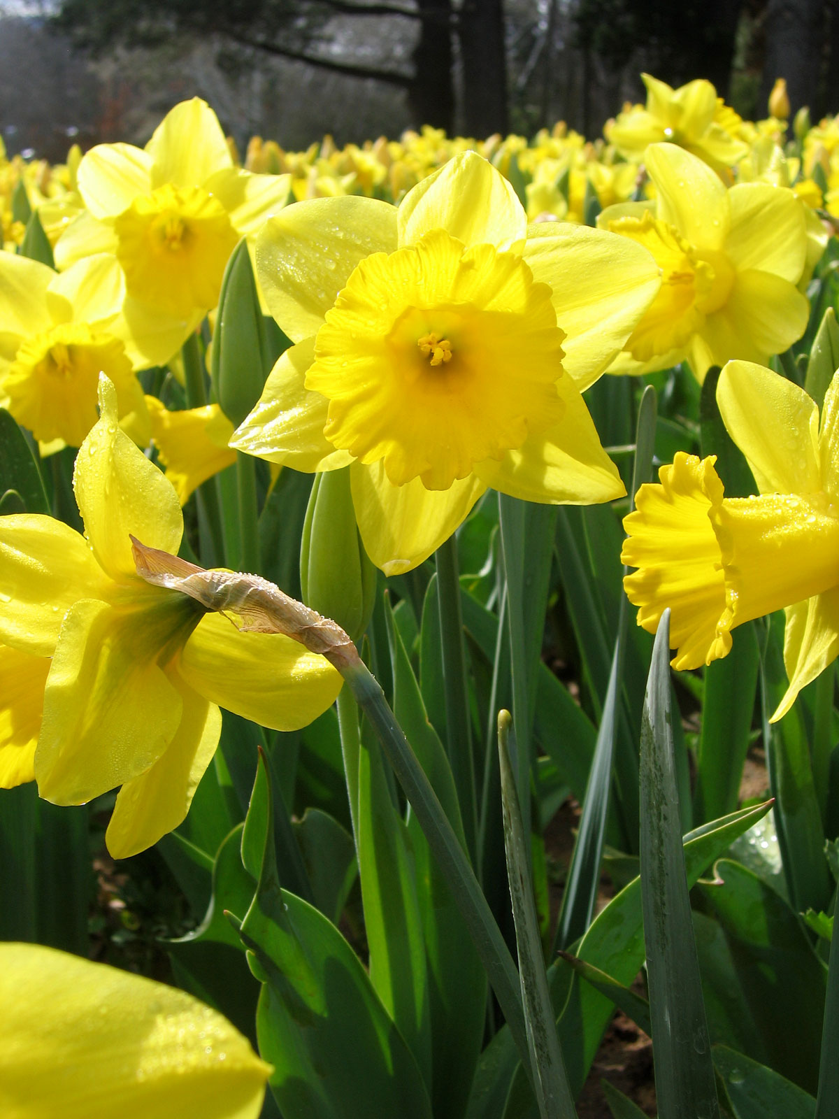 Желтые ранние цветы весной как называется. Нарцисс Даффодил. Нарцисс цветок. Нарцисс (Narcissus). Нарцисс Золотая чаша.
