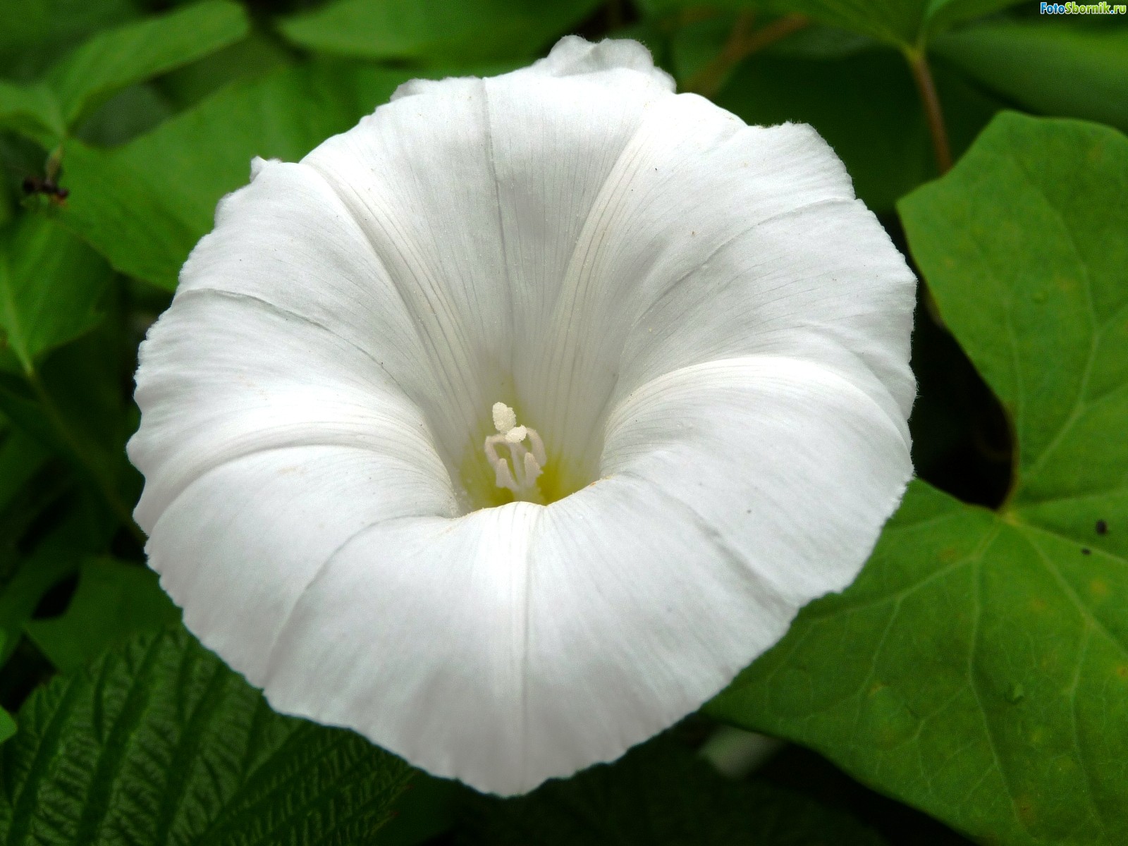 Белый цветок Вьюнок