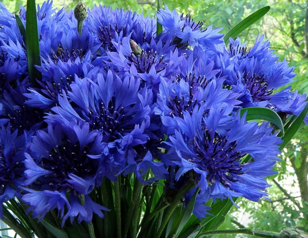 Высокие цветы с синими цветами фото и названия