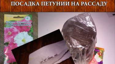 Посадка петунии на рассаду