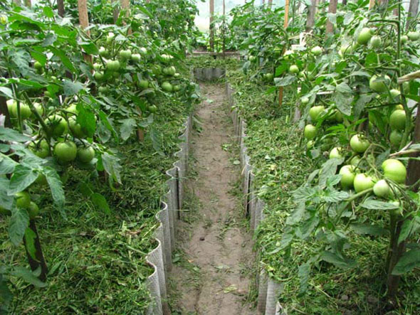Tvorba determinant rajčat ve skleníku