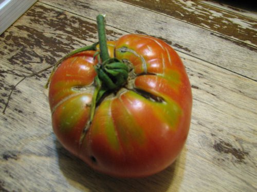 Трескаются помидоры: причины