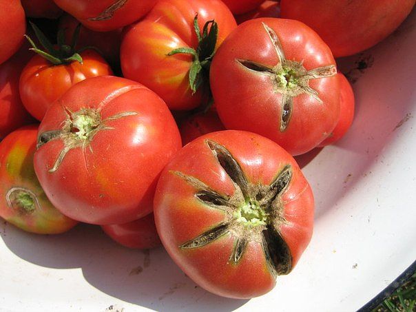 Почему трескаются помидоры в домашних условиях?