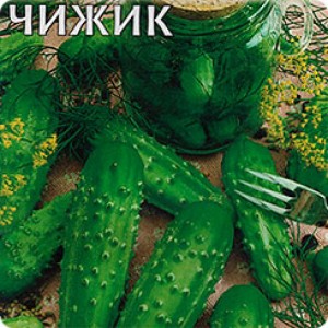 Сорт огурцов Чижик