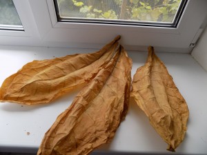 Фото: Сухие листья табака