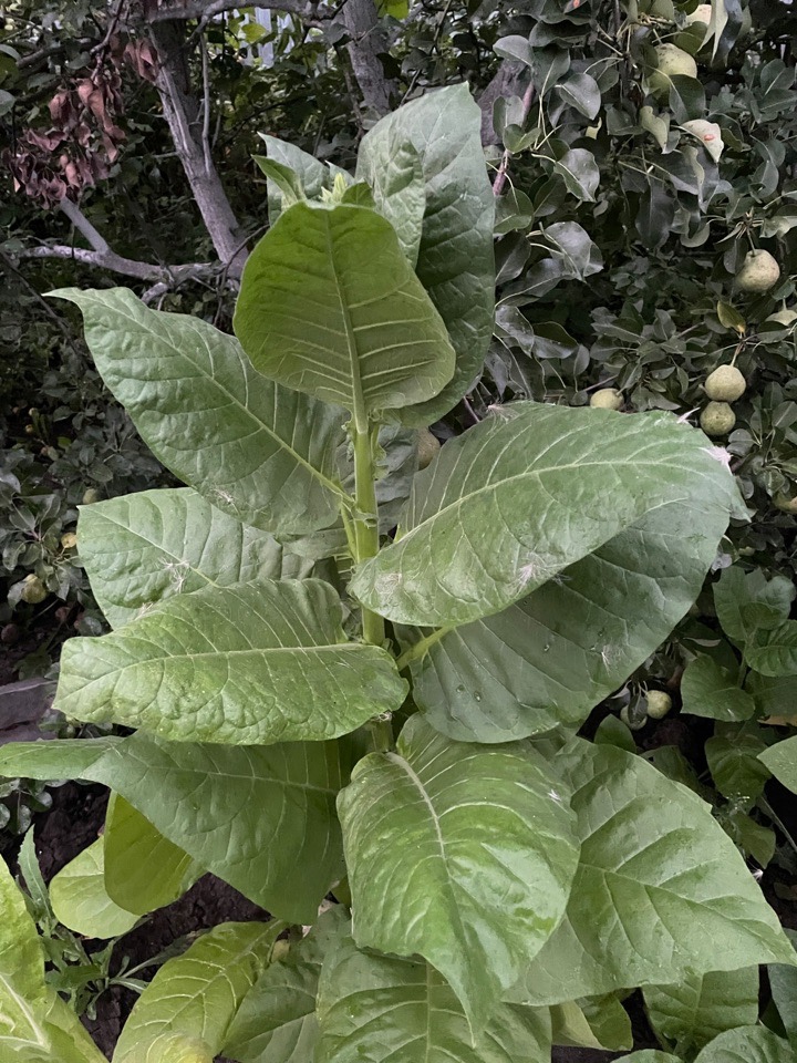 Фото растения табака