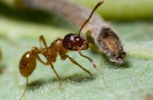 Как избавиться от муравьев на участке - навсегда, народными средствами