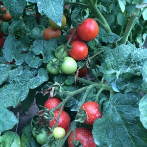 Посадка томатов на рассаду в 2017 году по лунному календарю.