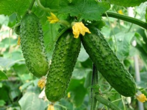 Уход за огурцами от посева до урожая