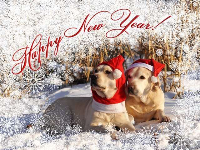 Красивые открытки на Новый год собаки 2018 прикольные фото и картинки