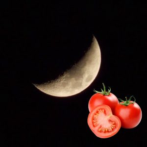 Когда сажать томаты по лунному календарю